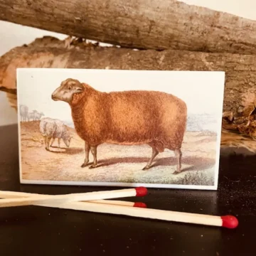 Fyrstikkeske - Sauer (bruntoner)