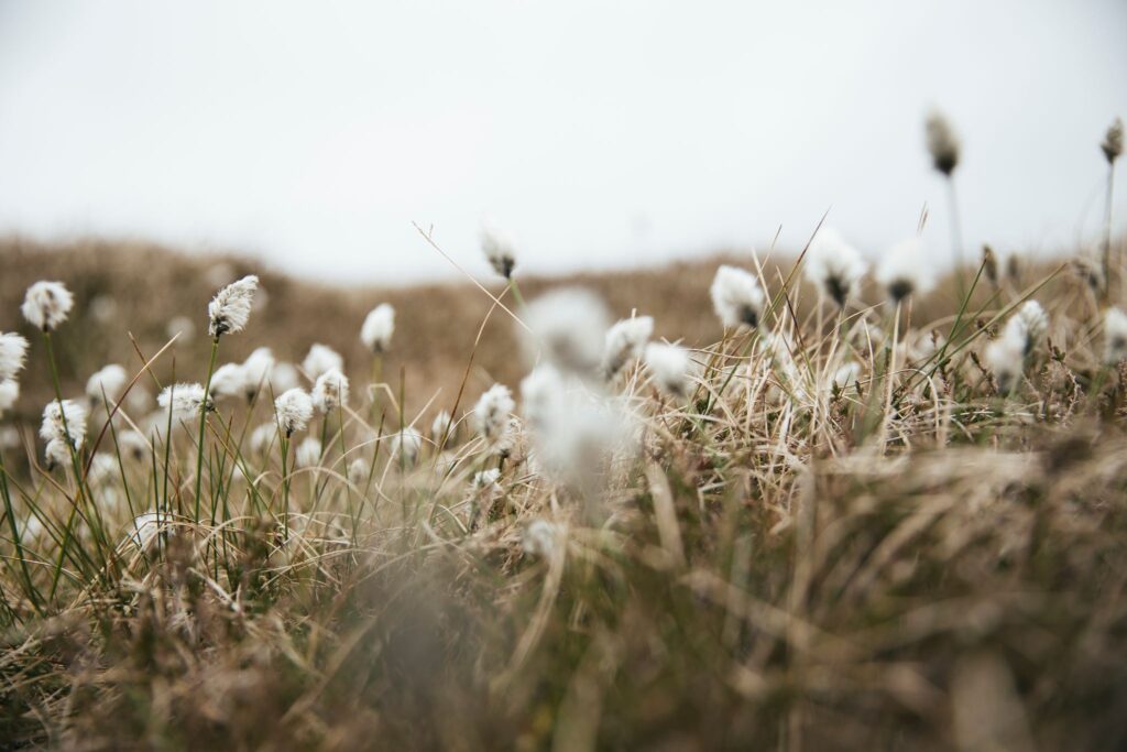 Grand Shetland Adventure Knits - Bilde 5