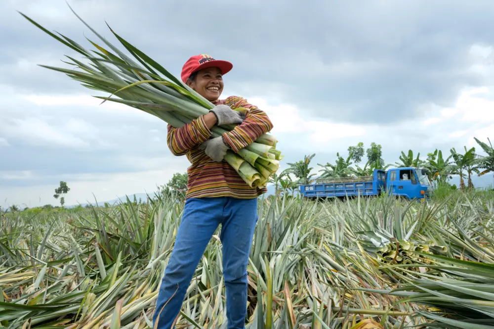 Lang Yarns Ananas - Bilde 2