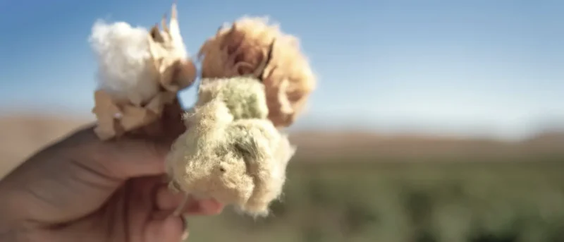 Lang Yarns Baby cotton Naturally Colored, bomull i tre nyanser: elfenben, grønn og brun